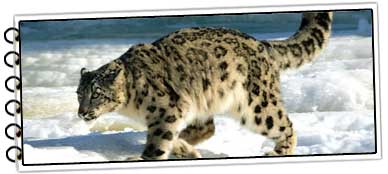 Wildlife In Ladakh